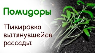 Как пикировать вытянувшуюся рассаду помидор(В этом видео я вам расскажу как пикировать вытянувшуюся рассаду помидор. Так же вам может пригодится закали..., 2015-03-24T23:12:18.000Z)