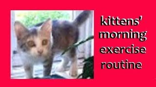 Kittens' Morning Exercise Routine