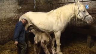 Emile, 89 ans et une passion toujours dévorante pour les chevaux Boulonnais