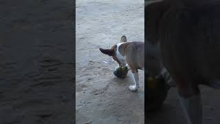 Ele É O Cão Chupando Manga