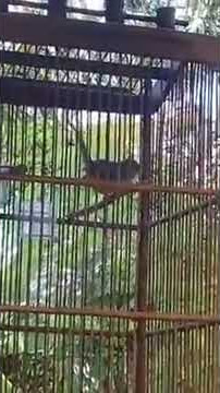 Cigun/ciblek gunung ngeroll rapat