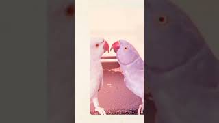 @riotheparrot romantic edit.