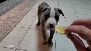 Drax the blue nose Pitbull puppy tries a lemon