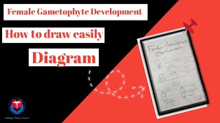 Cl 12Th Female Gametophyte Development Diagram Chapter - 2 Biology Ncrt