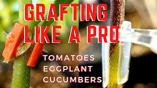 Grafting cucumbers, tomatoes and eggplant tutorial