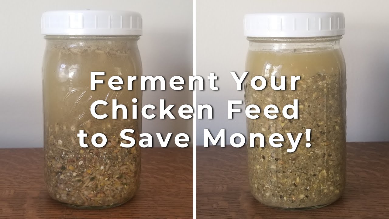 Part One: How to Cut Your Chicken Feed Bill in Half! (Ferment Your ...