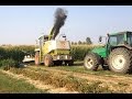 Claas|Jaguar 840| Insilato mais 2015|