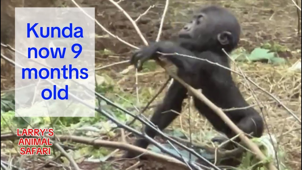 Baby Gorilla - Kunda #gorillas - YouTube