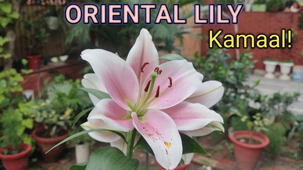 HOW to GROW and CARE ORIENTAL LILY Plants For Full BLOOMING. YouTube