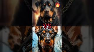 Rottweiler VS DOBERMAN #youtubeshorts #viral