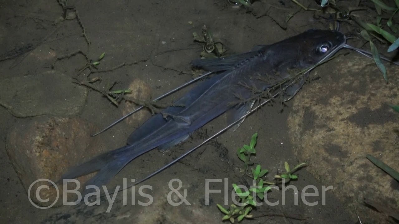 Catfish, Malaysia. 20191127_224132.uhd YouTube