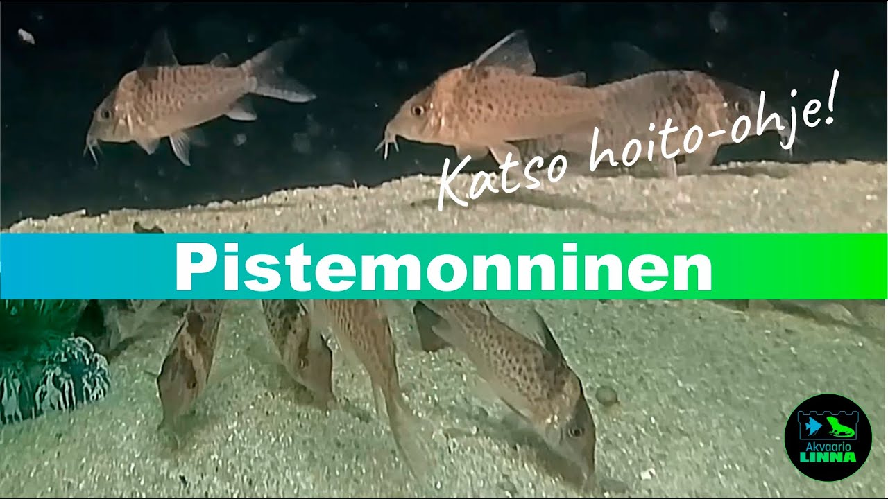 Pistemonninen Hoplisoma punctatum
