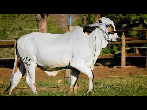 LOTE 12   SSAF 261