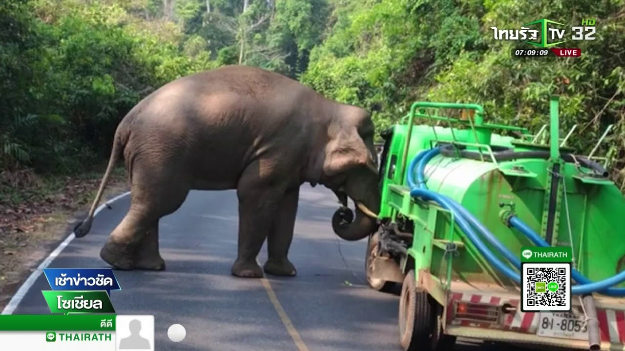 ช้างป่าเขาใหญ่ตกมันอาละวาด  | 12-02-61 | เช้าข่าวชัดโซเชียล