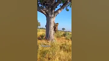 Леопард упал на гиену с дерева.