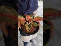 #plants #aglonima #garden 9645309757