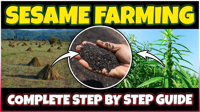 21+ Sesame Seeds For Planting