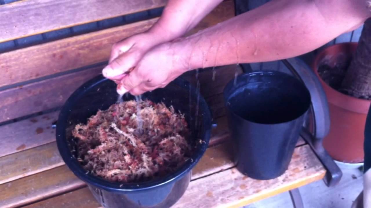 傷んだ観葉植物の再生 ユッカ編 - YouTube