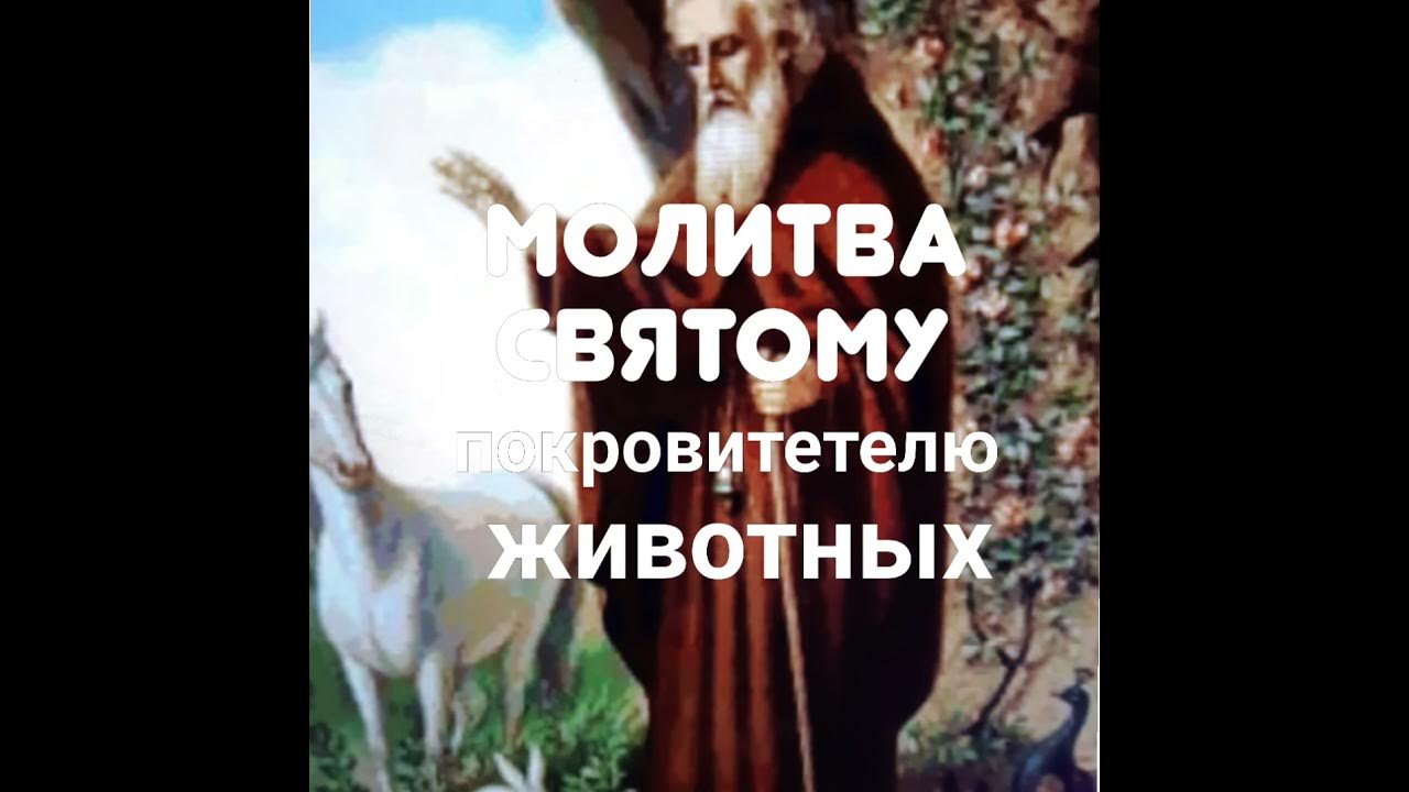 Молитва власию о больных животных. Молитва святому власию о животных. молитва мученику власию за животных. молитва святому власию об исцелении собаки. молитва флору и лавру об исцелении животных.