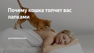 Почему кошка топчет вас лапками // Кошачий массаж что это? Почему кошка топчет вас лапками // Кошачий массаж что это?