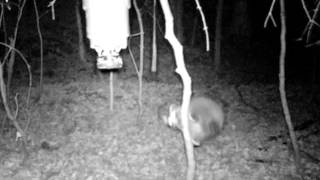 Racoon shock STC 0119