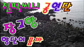#향단이품바 #장고항 #철딱써니공연단 #~~~~
