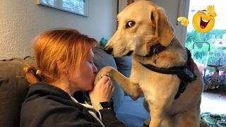 Hilarious Dogs That Will Make You Laugh Instantly 😂🐶 Funny Dog Video 2026