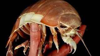 Anormal Büyüklükte Olan 5 Hayvan