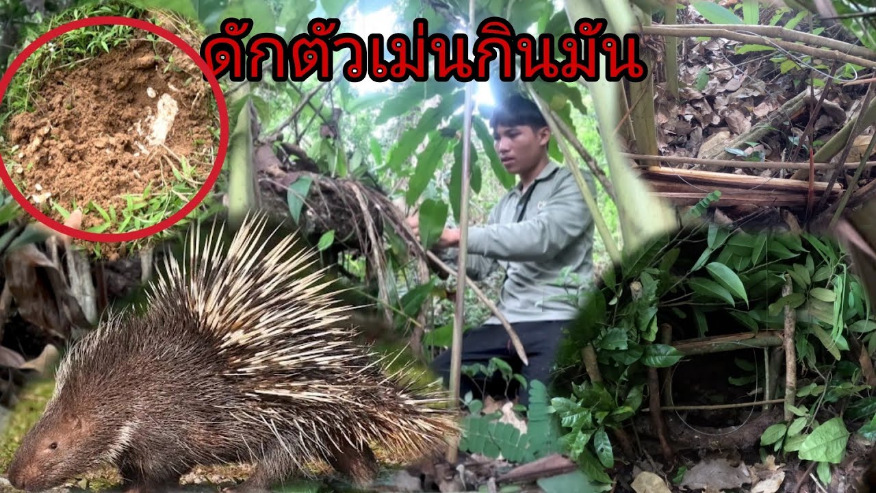 ทำกับดักตัวเม่นกินมัน/ດັກເມັ້ນກິນມັນ