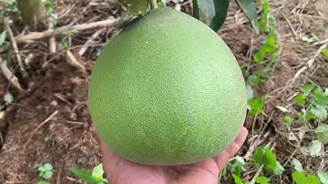 Bươi ruby thái lan bói năm đầu tại tuyên quang