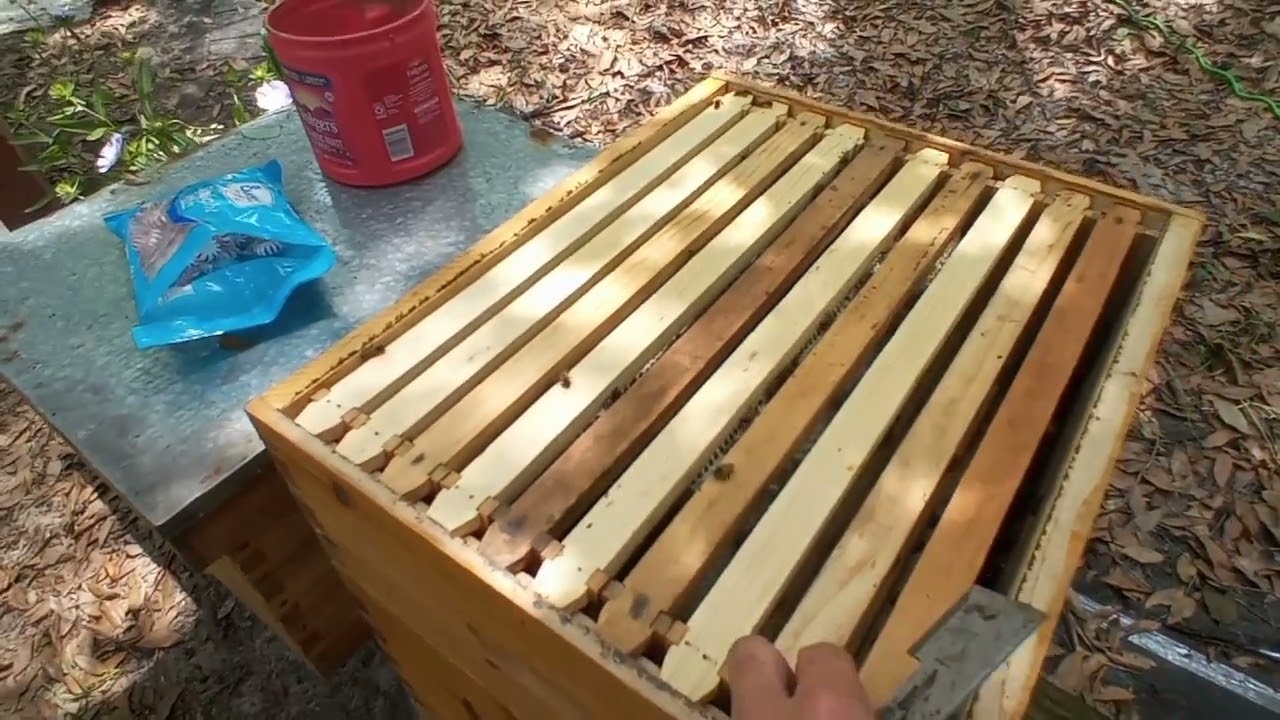 Official start. Is Hillbilly Bee Keeping advice on peppermint candy working for us in South Alabama?