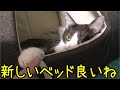 落ちる猫用ベッドを補強する、そして新しいベッドを設置、これで快適にすごせますね