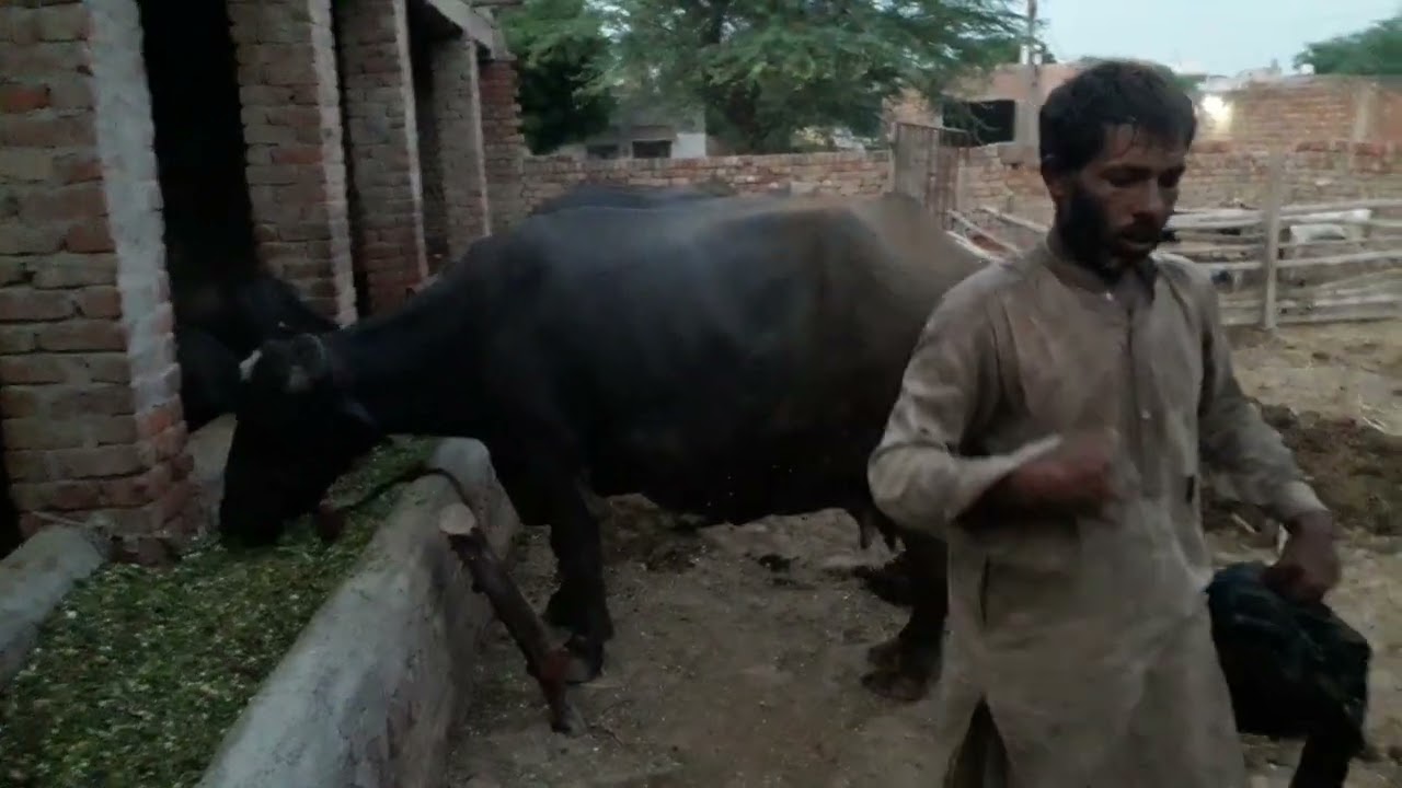 Aj lait ho gy / bhenso k boht bukh lgi / Dairy buffalo farming / Goat / Raju / Hewli time