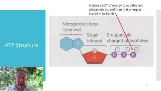 Zoology Lecture 11b - Metabolism part 2