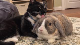 This Cat Treats His Bunny Best Friend Like Another Cat