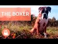 The BOXER Dog - Traits and Training!