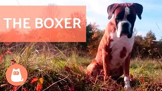The BOXER Dog  Traits and Training!