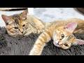 不器用な甘え方の姉妹猫の誕生日!少しずつお姉ちゃん猫になっています♥