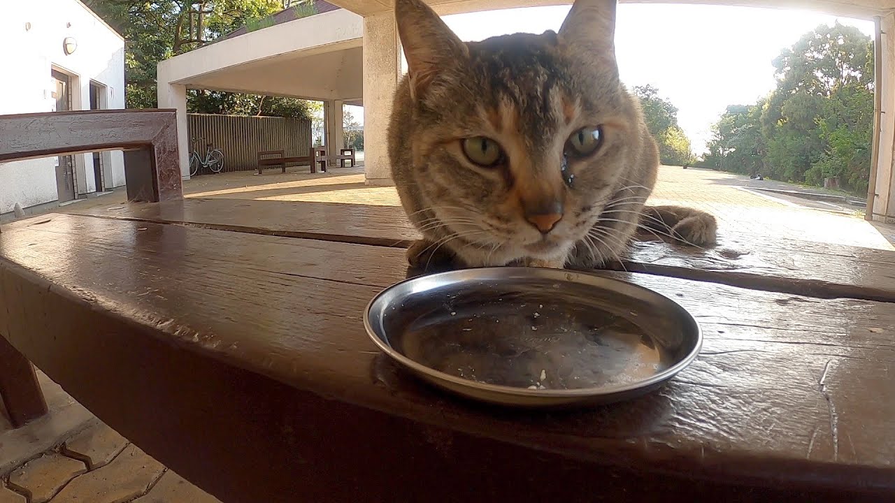 地域猫 人懐こい茶猫さんへごはんをあげました。I gave food to the elder cat. Vol.778 - YouTube