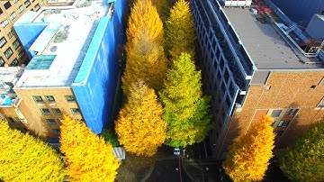 Introduction to III / GSII, The University of Tokyo