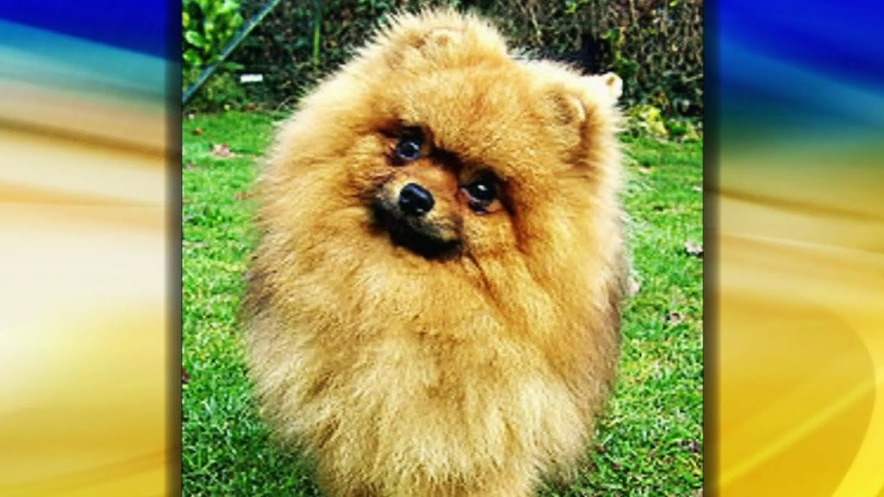 Ventajas y desventajas de tener un perro de raza pequeña - YouTube