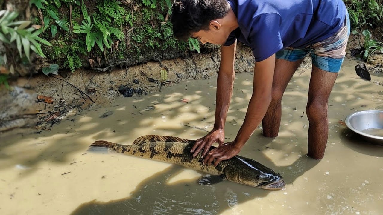 Big Taki Fish Caught from a Tiny Pond Near the Rice Field | Village Boys New Fishing Video 