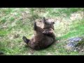 Bären-Oma macht Gymnastik- bear makes gymnastics