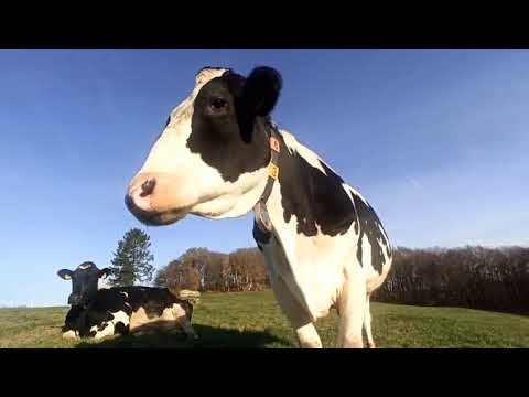 Curious Cow Meets Camera: Playful Encounter in the Pasture