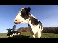 Curious cow meets camera playful encounter in the pasture