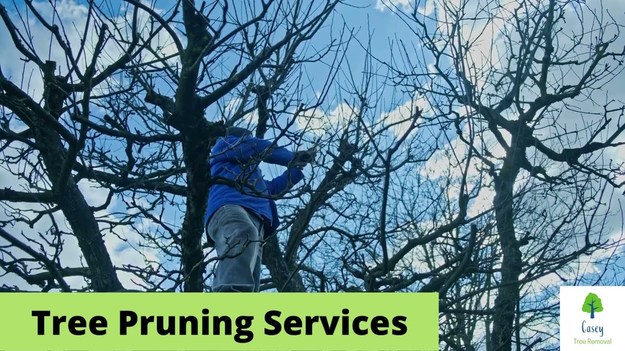 Tree Pruning Services Casey, Melbourne