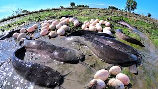 Top Video Skills Fishing - Fisherman catch a lot of fish and pick eggs in mud in rice field by hand