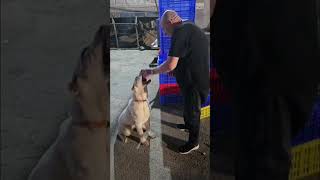 Болтушка Вьюга уехала в Израиль🥰🥰🥰 #сао #алабайвидео #щенки #щенкиалабая