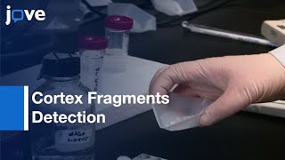 Cortex Fragments Detection During Bacterial Spore Germination | Protocol Preview