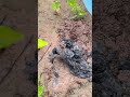 Discover “Ba Khía” – Vietnam’s Unique Delta Seafood Treasure